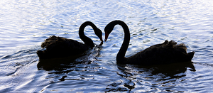 Love Birds On Swan Lake