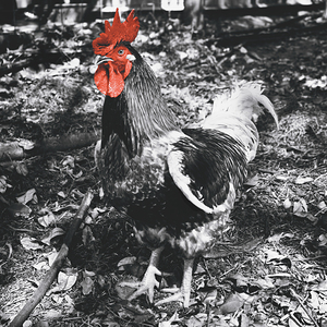 Red Rooster