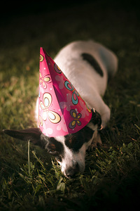 Partied out party animal