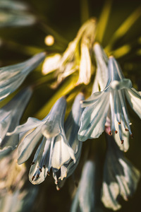 Vintage Agapanthus flower
