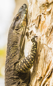 Paperbark Goanna 
