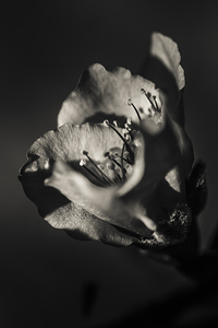 Beauty And Atmosphere