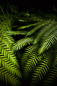 Twilight rainforest fern 