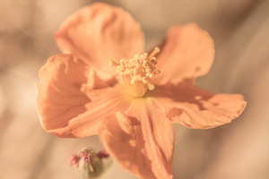 Softness And Serenity