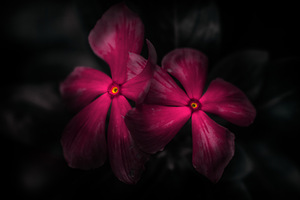 Pink periwinkle pair