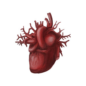 Human heart medical diagram isolated on white