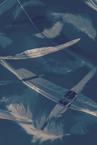 Feathers floating in the air