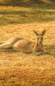 Australian Lawn Mower