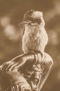 Courtyard Kookaburra