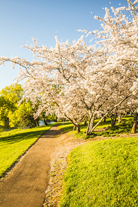 Cherry blossom lane
