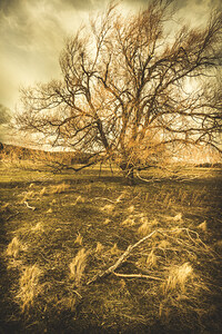 Dead tree in seasons bare