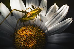 Australian grasshopper on flowers. Spring concept
