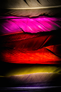 Feathers of rainbow color