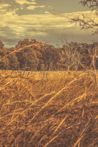 Wind And Fall Fields