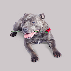 Loving dog carrying red rose in mouth