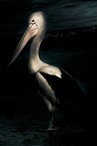 Twilight Pelican