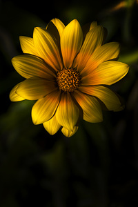 Beginning Of Spring In Flower