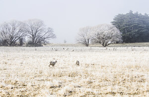 Fingal winter farmyard