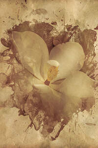 Vintage Paper Magnolia