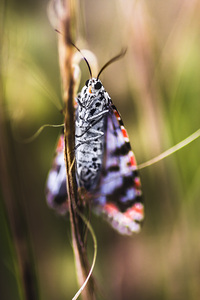 Macro of colourful moth insect holding branch