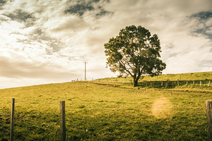 Australian farm charm
