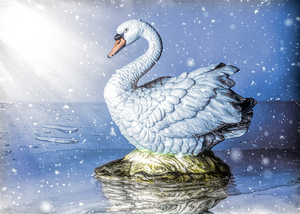 Snowy river swan
