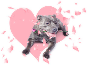 Dog with pink rose on heart shape background