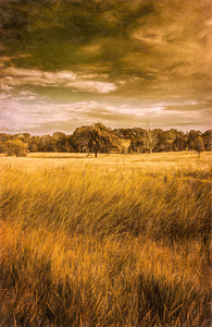 Golden Fields Of New Moonta