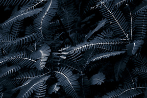 Branched tranquility