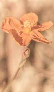 Wash Of Peachy Tones