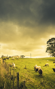 Overcast sky above herd of cows on pasture