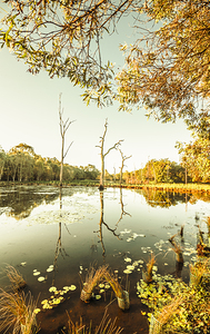 Still lake afternoon 