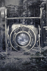 Forest ice exposition