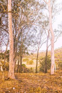 Elevated Country Outlook