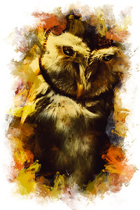 Owl birds of the night