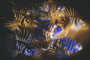 The lion fish and the water