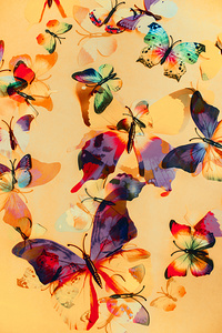 Group of Butterflies with Colorful Wings