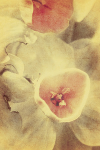 Weathered and faded daffodils