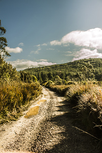 Zeehan dirt road landscape