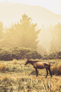 Western ranch horse