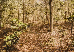 Autumn path obscured by fallen foliage