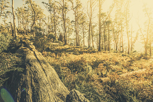 Saint Marys Pass State Reserve Forest