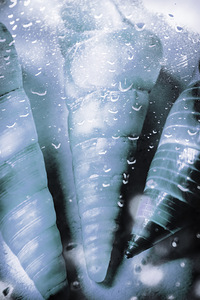 Shells and ocean spray