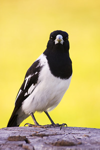 Mr. Magpie