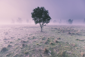 New South Wales foggy meadow