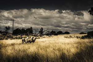 Tasmania landscape of an outback cattle station