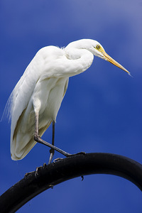 Lamp Post Egret
