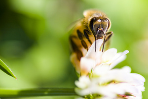 Honey Bee On Clover Flower