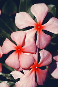 Flowering Pink Periwinkle