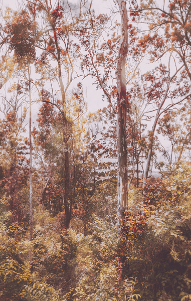 Backcountry colour Print